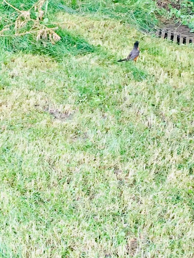 ホームステイ Spacious, Cozy And Neat Private Room Near Utsc トロント カナダ